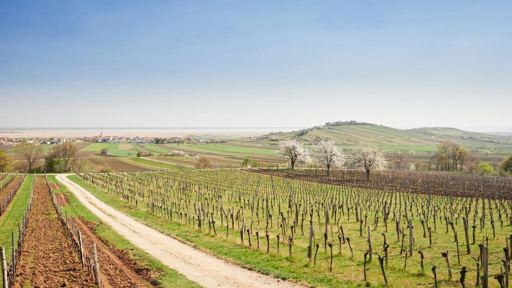 Villa Seehnsucht Jois Bagian luar foto